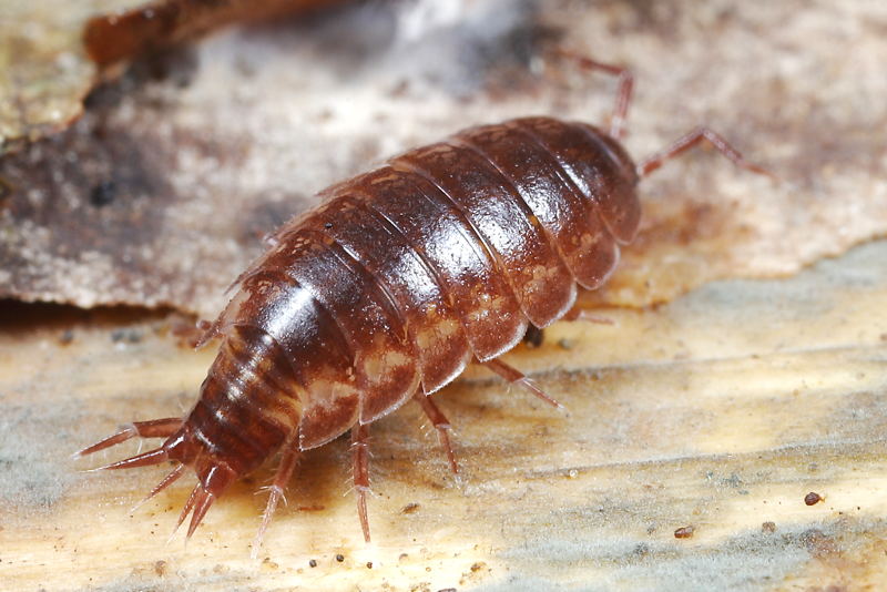 Oritoniscus flavus
