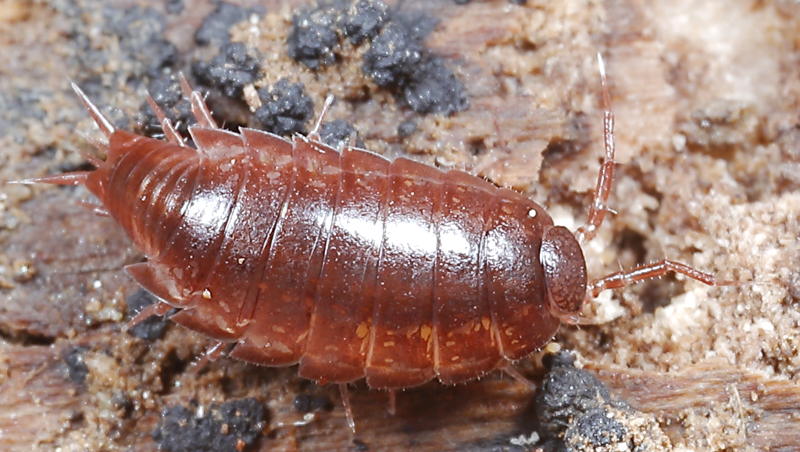 Oritoniscus flavus