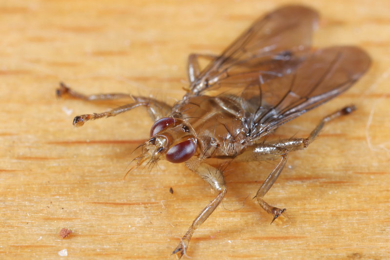 Ornithomya avicularia