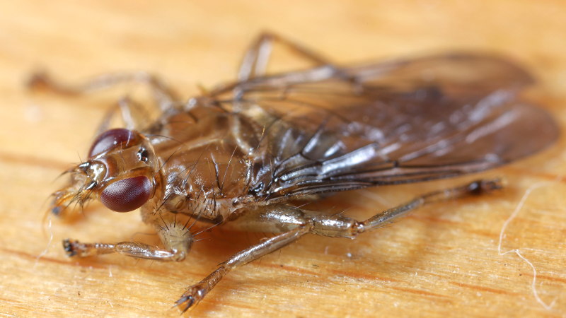 Ornithomya avicularia