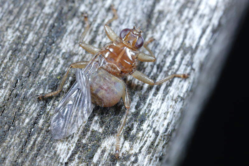 Grote vogelluisvlieg, Ornithomya avicularia