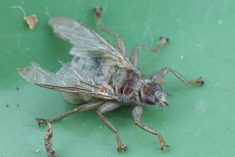 Boerenzwaluwluisvlieg, Ornithomya biloba