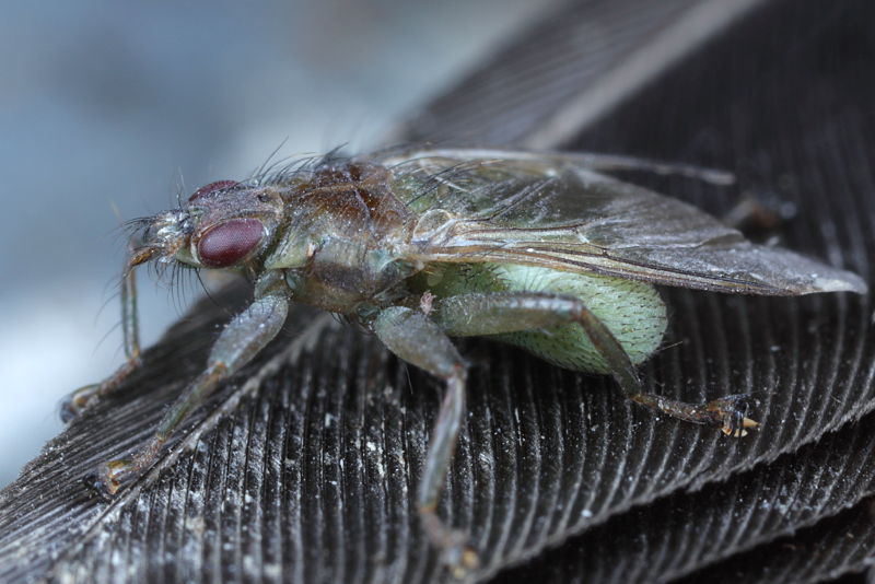 Boerenzwaluwluisvlieg, Ornithomya biloba