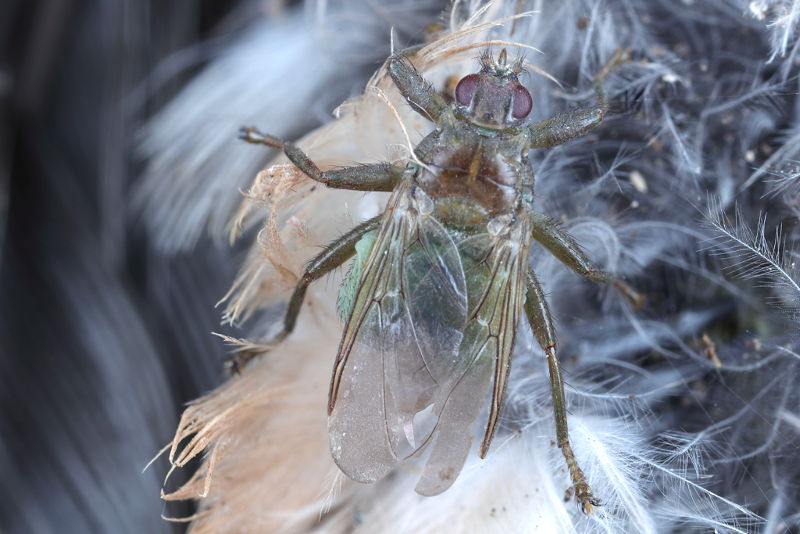 Boerenzwaluwluisvlieg, Ornithomya biloba