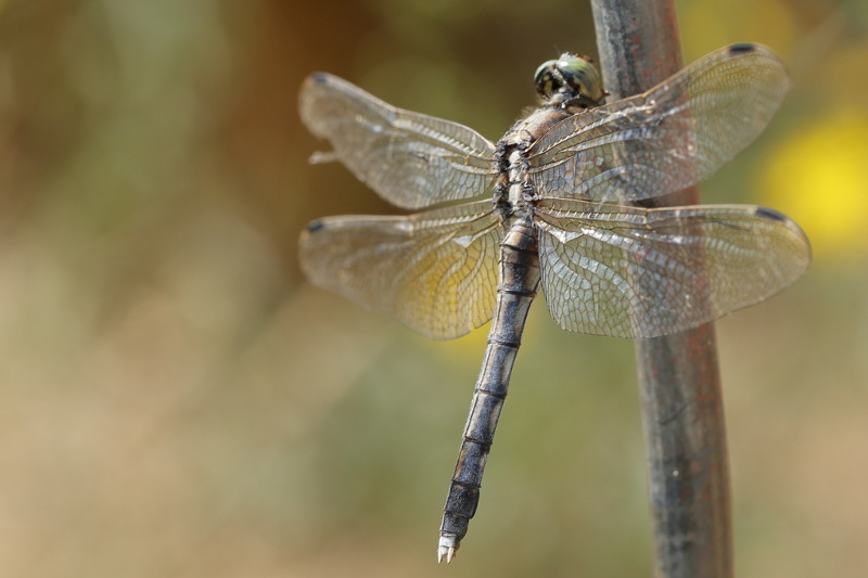 Witpuntoeverlibel, Orthetrum albistylum ♀