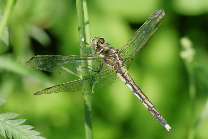 Witpuntoeverlibel, Orthetrum albistylum ♀