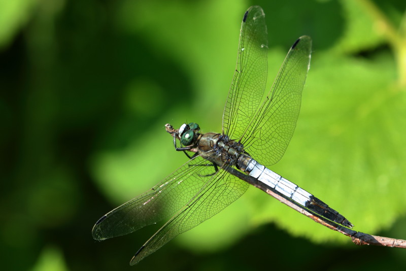 Witpuntoeverlibel, Orthetrum albistylum ♂