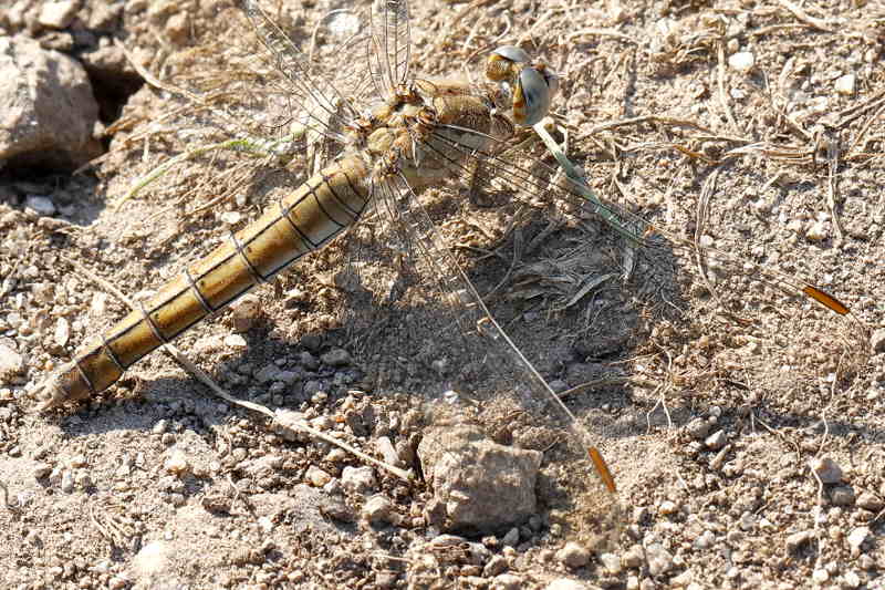 Zuidelijke oeverlibel, Orthetrum brunneum ♀