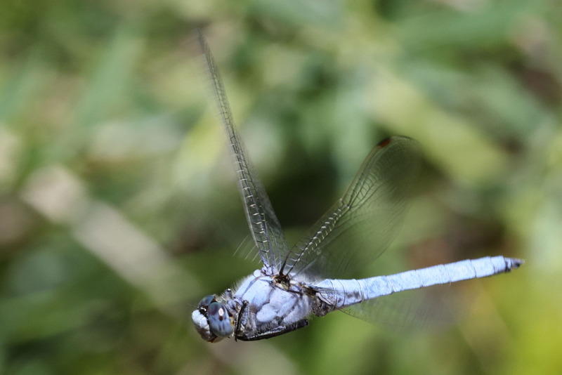 Zuidelijke oeverlibel, Orthetrum brunneum ♂