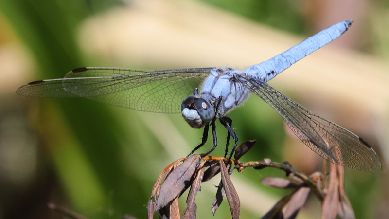 Zuidelijke oeverlibel, Orthetrum brunneum ♀