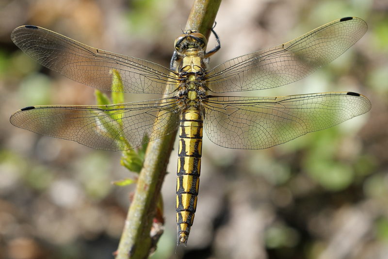Gewone oeverlibel, Orthetrum cancellatum ♀