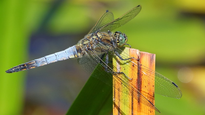 Gewone oeverlibel, Orthetrum cancellatum ♂