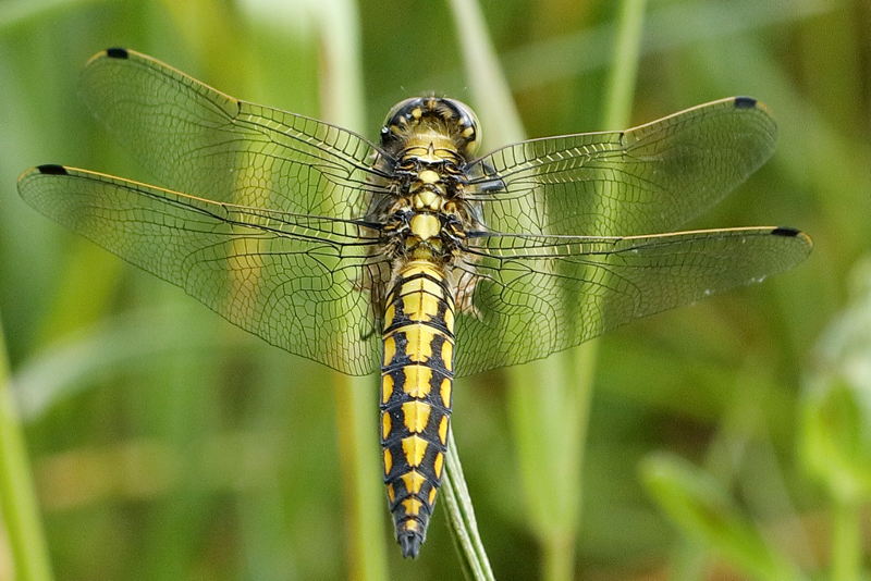Gewone oeverlibel, Orthetrum cancellatum ♂ niet uitgekleurd