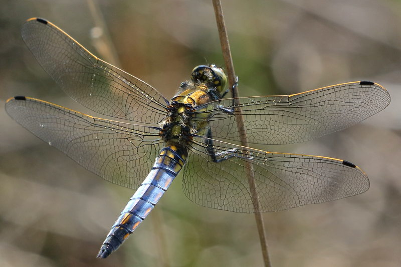 Gewone oeverlibel, Orthetrum cancellatum ♂ niet uitgekleurd