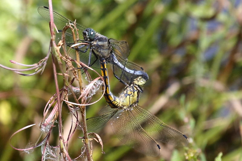 Gewone oeverlibel, Orthetrum cancellatum