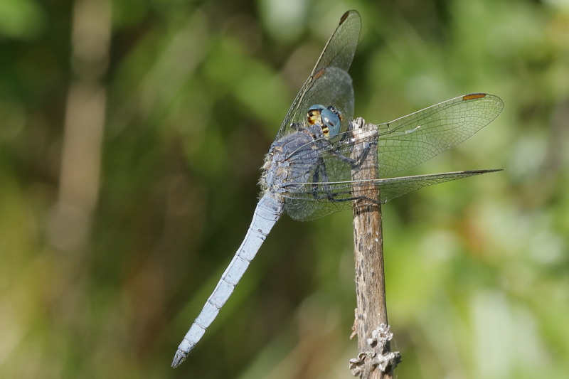 Beekoeverlibel, Orthetrum coerulescens ♂