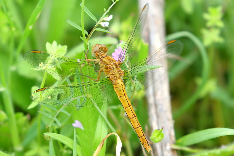 Beekoeverlibel, Orthetrum coerulescens ♀