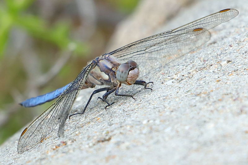 Beekoeverlibel, Orthetrum coerulescens ♂