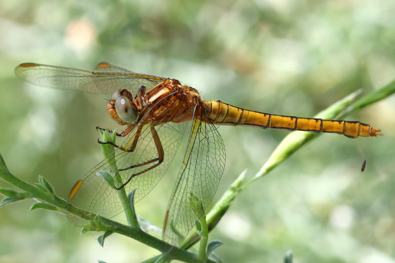 Beekoeverlibel, Orthetrum coerulescens ♀