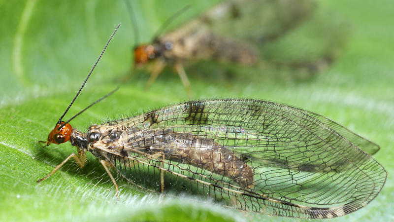 Watergaasvlieg, Osmylus fulvicephalus