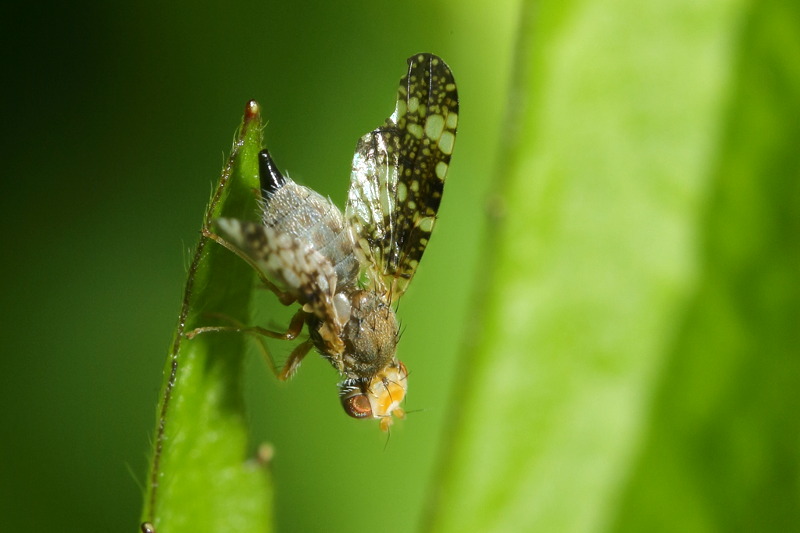 Bijvoetboorvlieg, Oxyna parietina