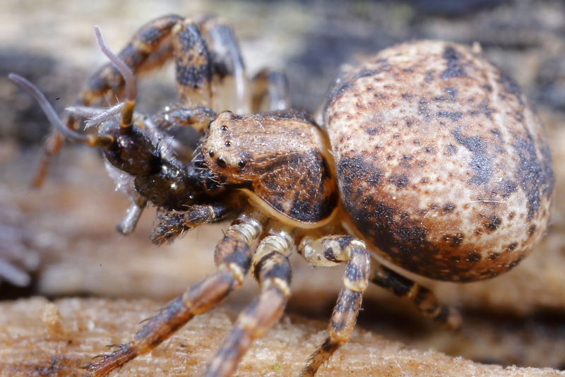 Ozyptila praticola eet Tomocerus vulgaris