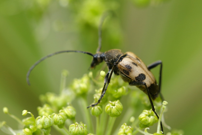 Korte smalboktor, Pachytodes cerambyciformis