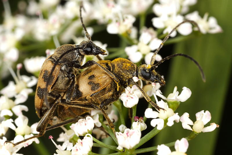 Korte smalboktor, Pachytodes cerambyciformis