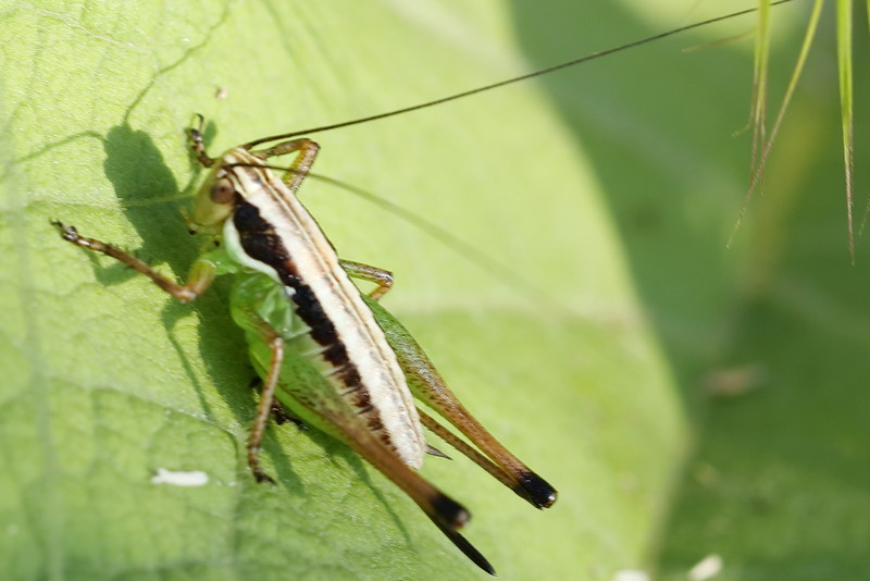 Sierlijke kreupelhoutsabel, Pachytrachis gracilis, juveniel &female; (BG)