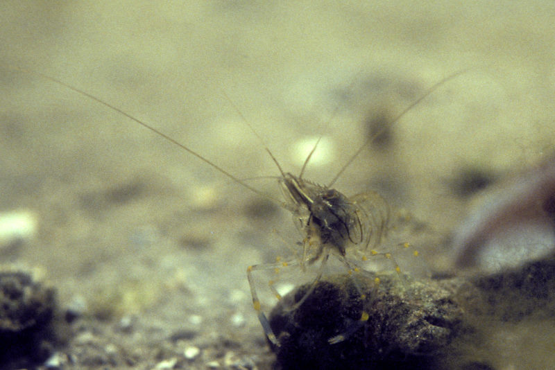 Gewone Steurgarnaal, Palaemon elegans