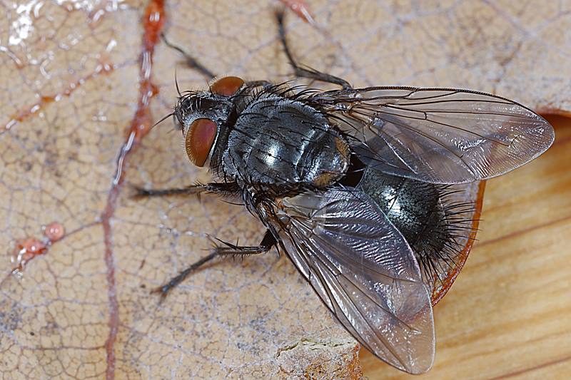 Pales pavida, ♂