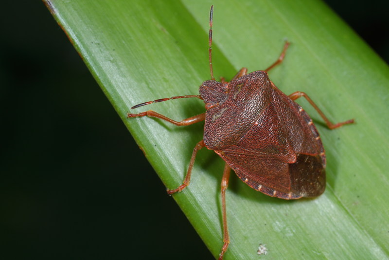Palomena prasina, Groene schildwants, winterkleur