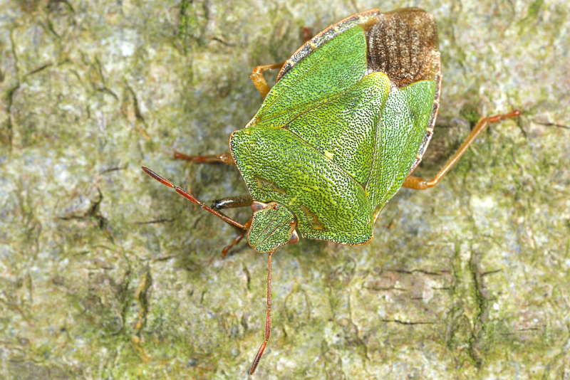 Palomena prasina, Groene schildwants