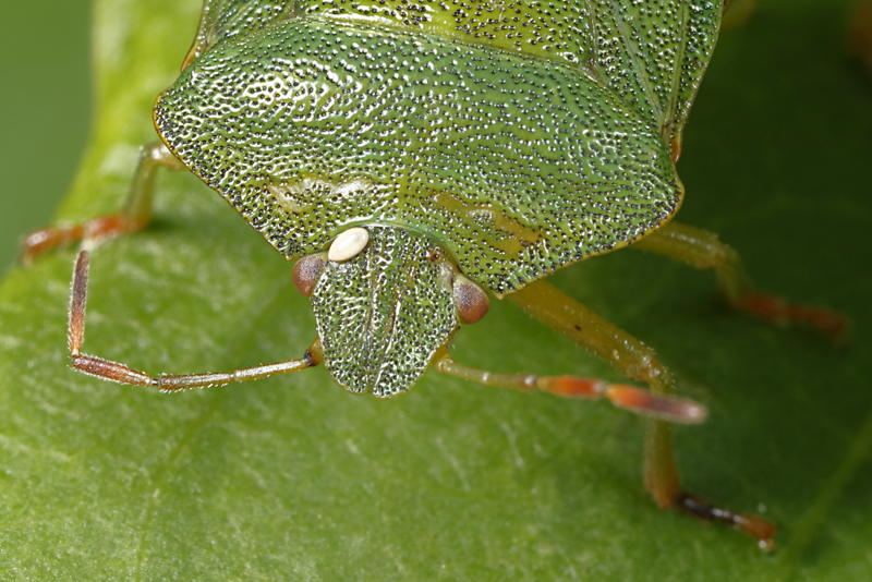 Palomena prasina, Groene schildwants met ei van een sluipvlieg.
