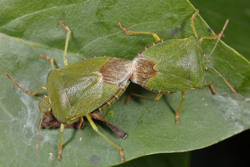 Palomena prasina, Groene schildwants