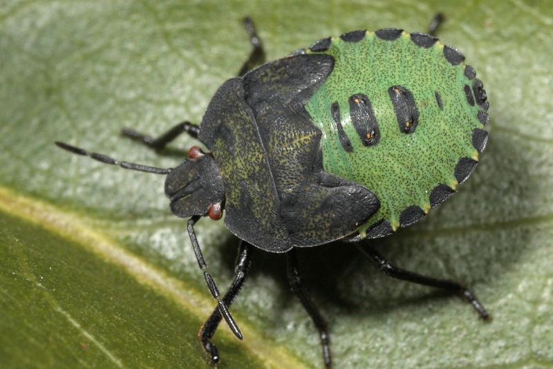 Palomena prasina, Groene schildwants, juveniel