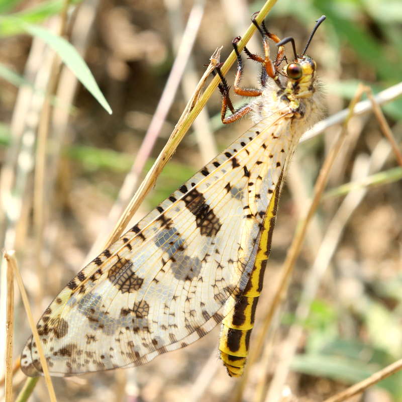 Reuzenmierenleeuw, Palpares libelluloides