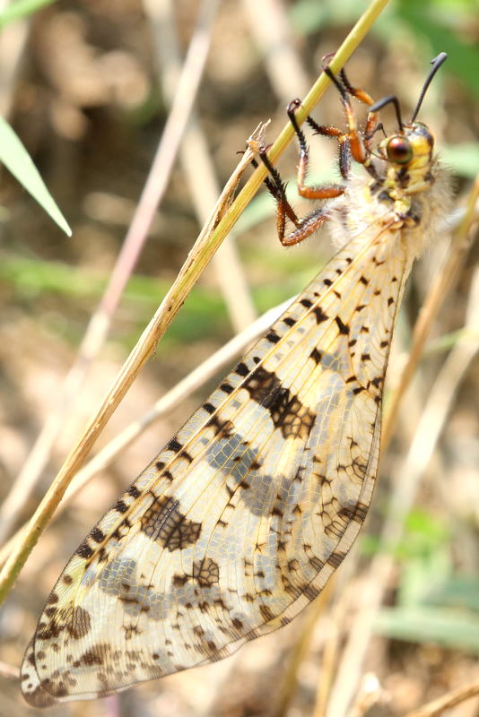 Reuzenmierenleeuw, Palpares libelluloides