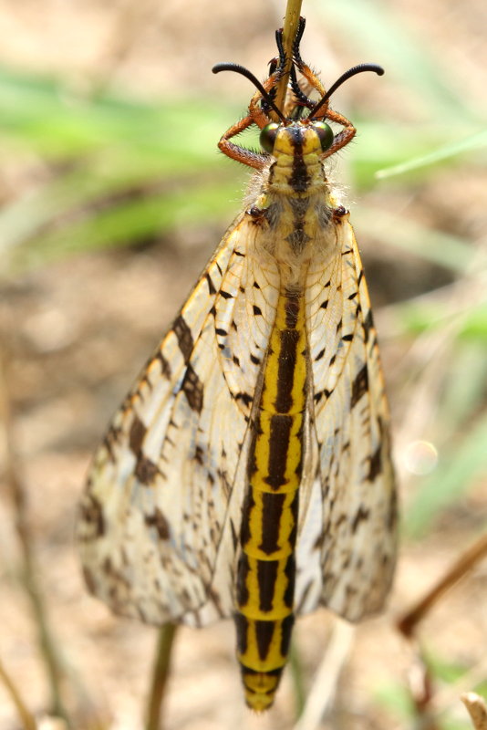 Reuzenmierenleeuw, Palpares libelluloides