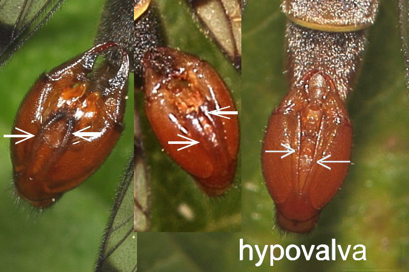 hypovalva