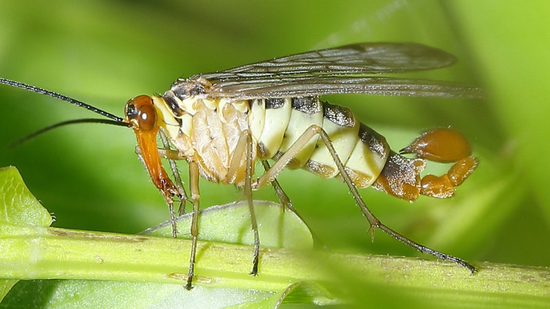 Panorpa cognata, roodkop schorpioenvlieg ♂
