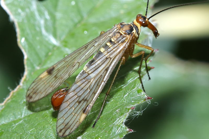 Panorpa cognata, roodkop schorpioenvlieg ♂
