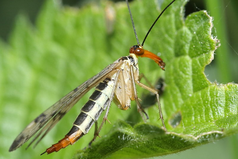 Panorpa cognata, roodkop schorpioenvlieg ♀