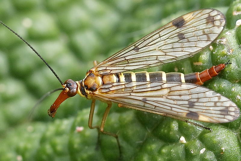 Panorpa cognata, roodkop schorpioenvlieg ♀
