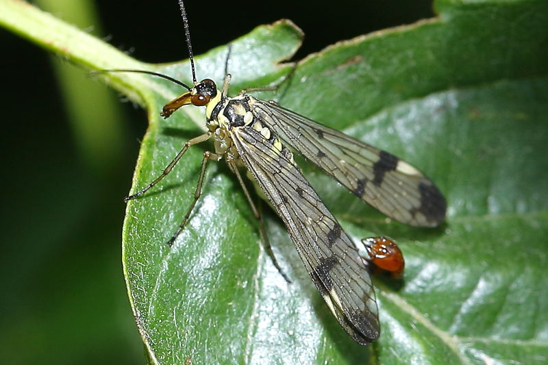 Panorpa communis, gewone schorpioenvlieg ♂