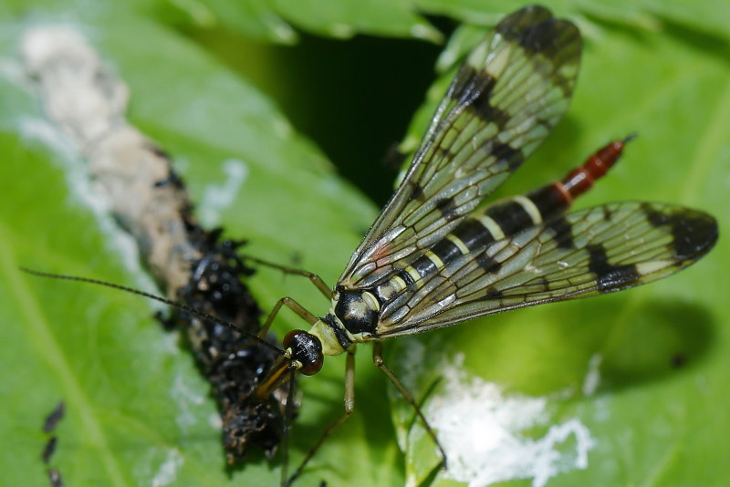 Panorpa communis, gewone schorpioenvlieg ♀ eet vogelpoep