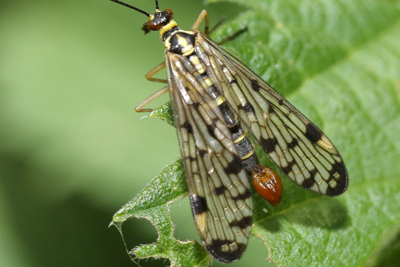 Panorpa germanica, Duitse schorpioenvlieg ♂