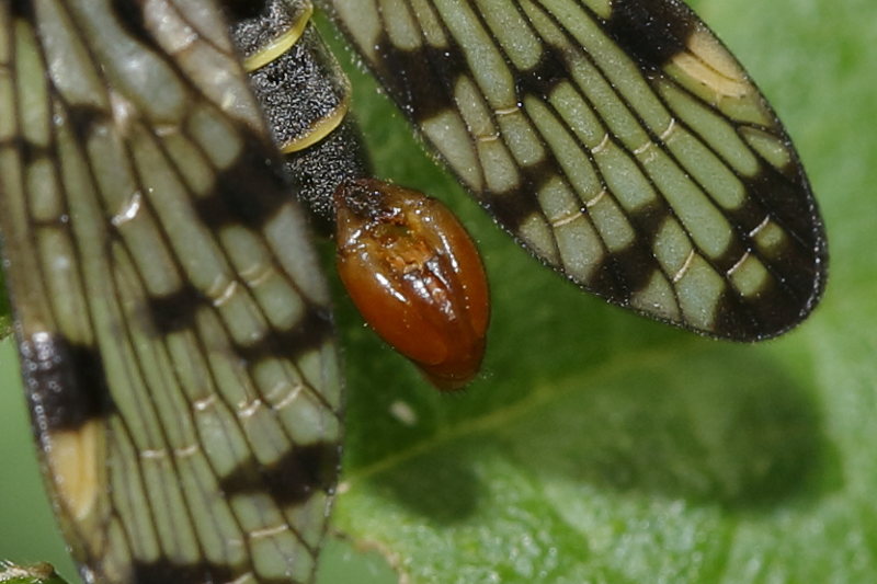 Panorpa germanica, Duitse schorpioenvlieg ♂
