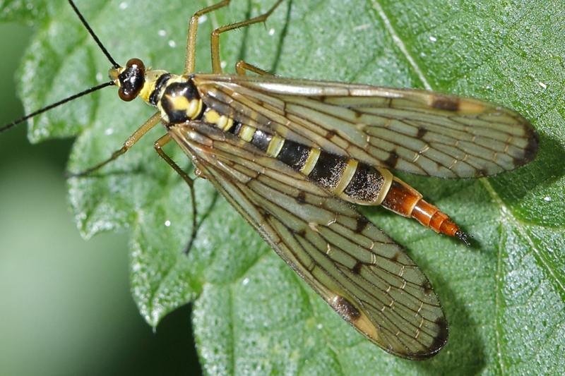 Panorpa germanica, Duitse schorpioenvlieg ♀