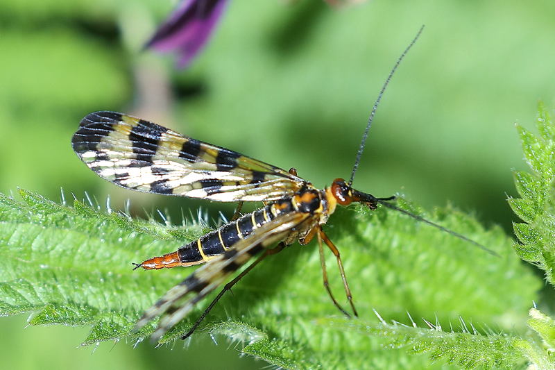 Panorpa meridionalis ♀